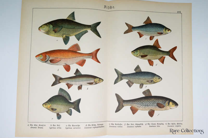 Naturgeschichte Des Tierreichs, or Natural History of the Animal Realm by Schubert, Gotthilf Heinric