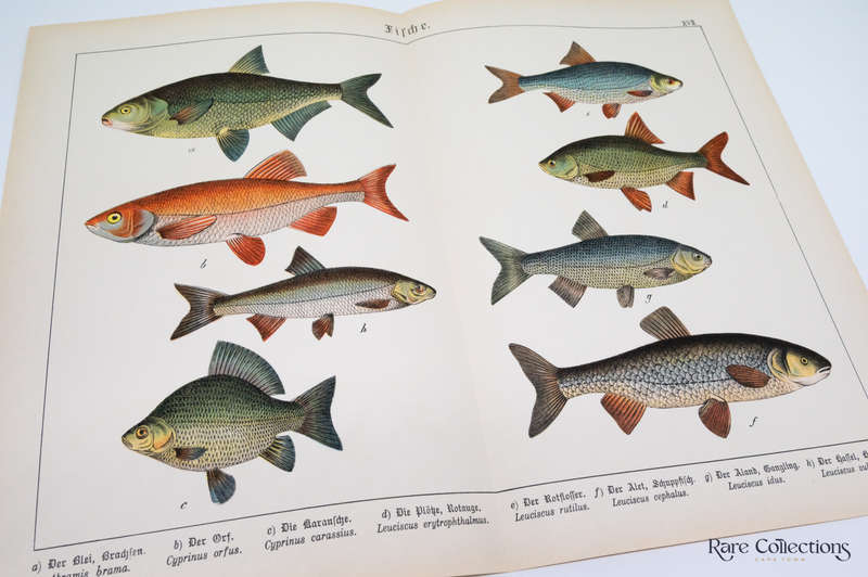 Naturgeschichte Des Tierreichs, or Natural History of the Animal Realm by Schubert, Gotthilf Heinric