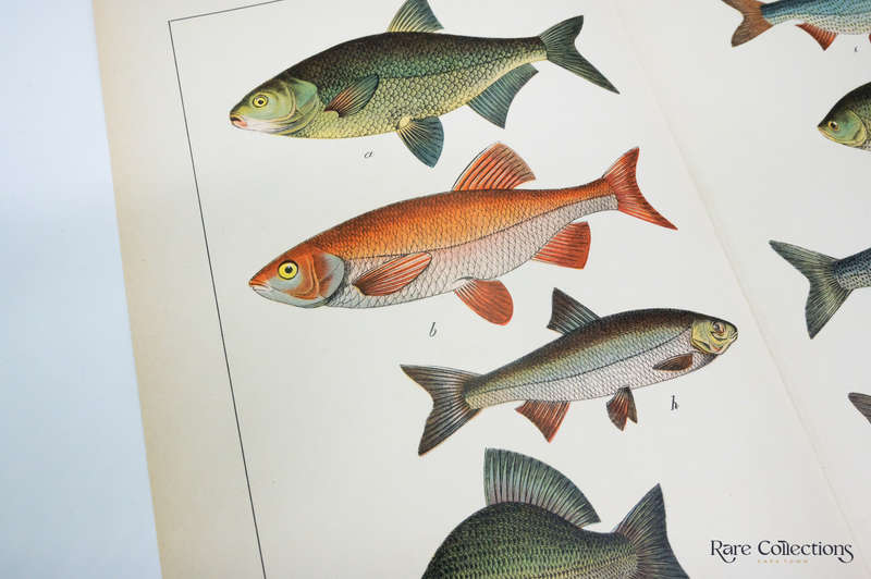 Naturgeschichte Des Tierreichs, or Natural History of the Animal Realm by Schubert, Gotthilf Heinric