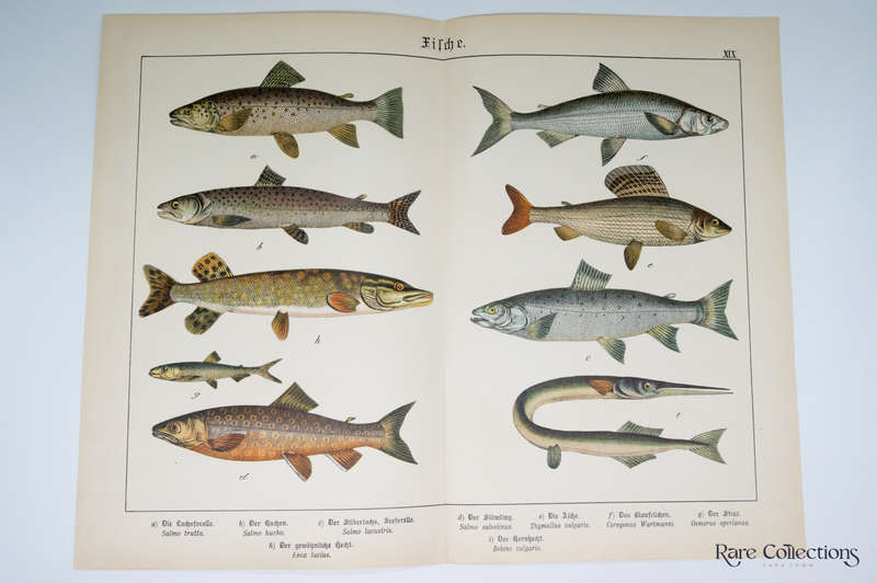 Naturgeschichte Des Tierreichs, or Natural History of the Animal Realm by Schubert, Gotthilf Heinric