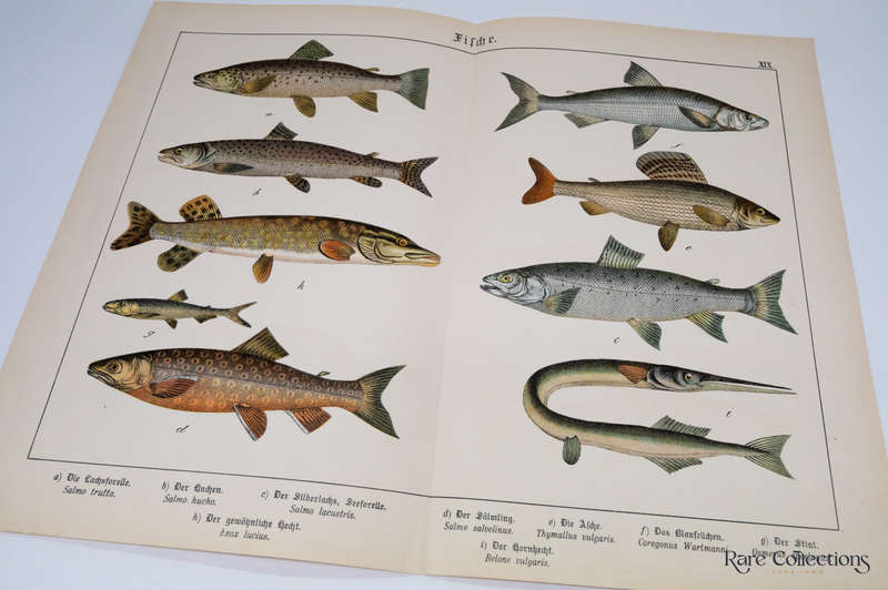 Naturgeschichte Des Tierreichs, or Natural History of the Animal Realm by Schubert, Gotthilf Heinric