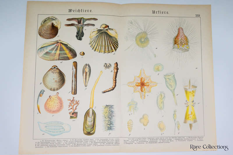 Naturgeschichte Des Tierreichs, or Natural History of the Animal Realm by Schubert, Gotthilf Heinric