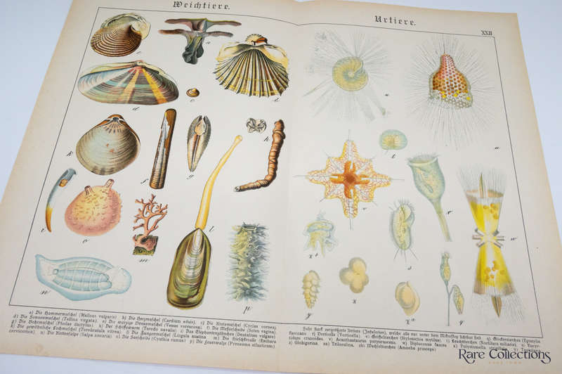 Naturgeschichte Des Tierreichs, or Natural History of the Animal Realm by Schubert, Gotthilf Heinric