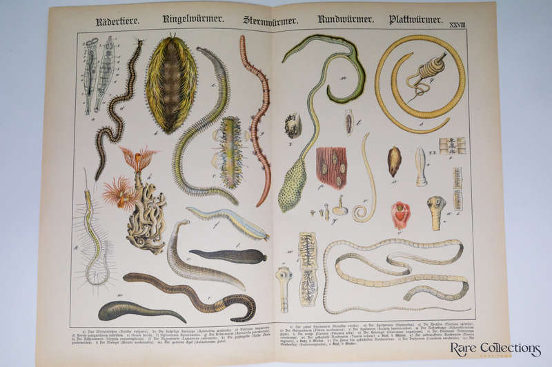 Naturgeschichte Des Tierreichs, or Natural History of the Animal Realm by Schubert, Gotthilf Heinric