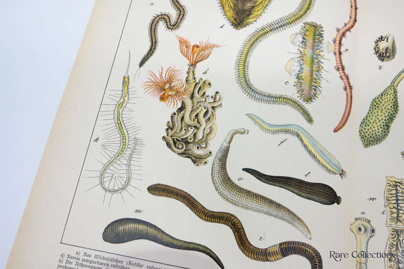 Naturgeschichte Des Tierreichs, or Natural History of the Animal Realm by Schubert, Gotthilf Heinric