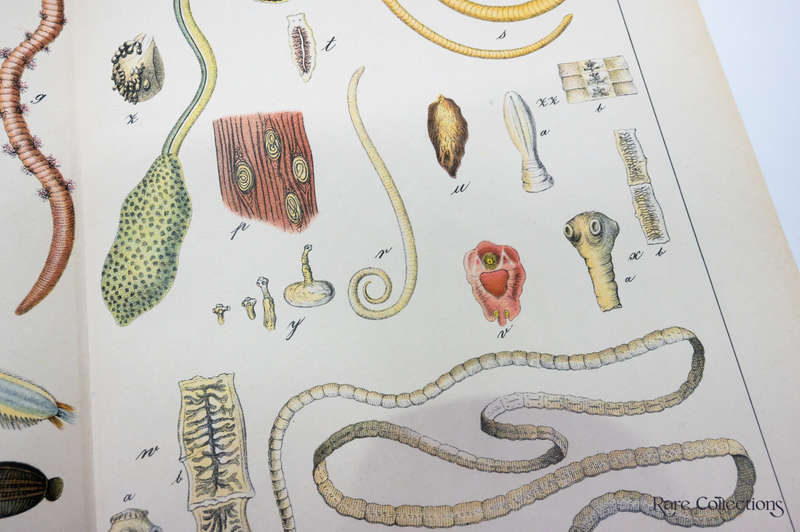 Naturgeschichte Des Tierreichs, or Natural History of the Animal Realm by Schubert, Gotthilf Heinric