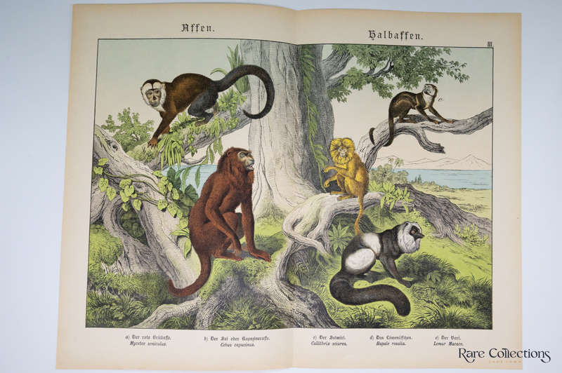 Naturgeschichte Des Tierreichs, or Natural History of the Animal Realm by Schubert, Gotthilf Heinric