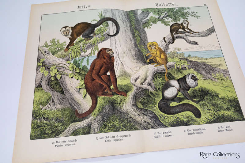 Naturgeschichte Des Tierreichs, or Natural History of the Animal Realm by Schubert, Gotthilf Heinric