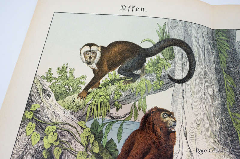 Naturgeschichte Des Tierreichs, or Natural History of the Animal Realm by Schubert, Gotthilf Heinric