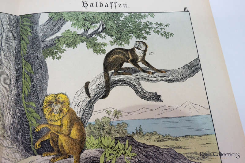 Naturgeschichte Des Tierreichs, or Natural History of the Animal Realm by Schubert, Gotthilf Heinric