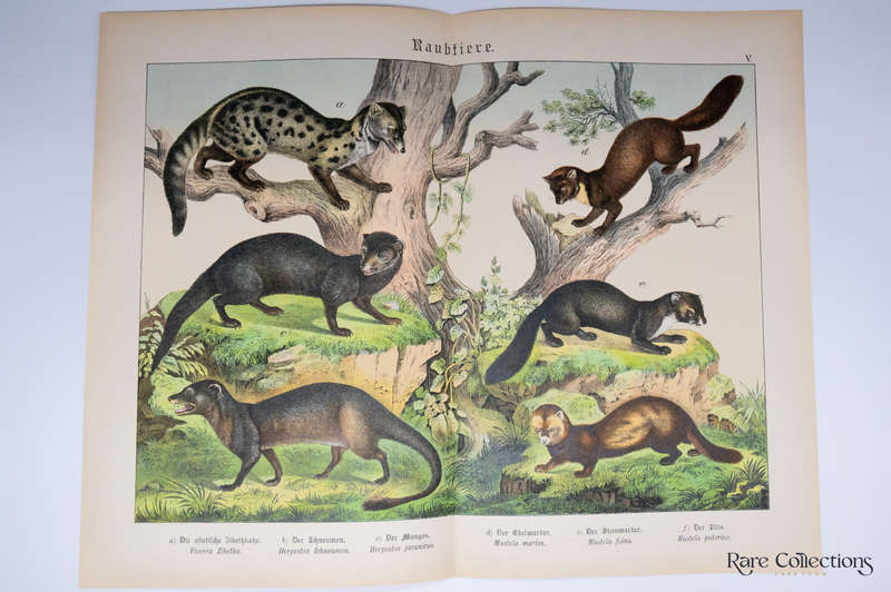 Natural History of the Animal Realm by Schubert, Gotthilf Heinrich Von