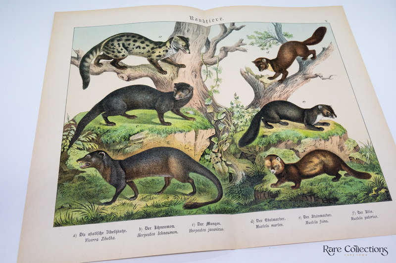 Natural History of the Animal Realm by Schubert, Gotthilf Heinrich Von