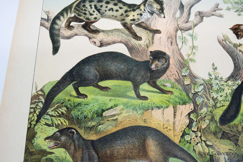 Natural History of the Animal Realm by Schubert, Gotthilf Heinrich Von