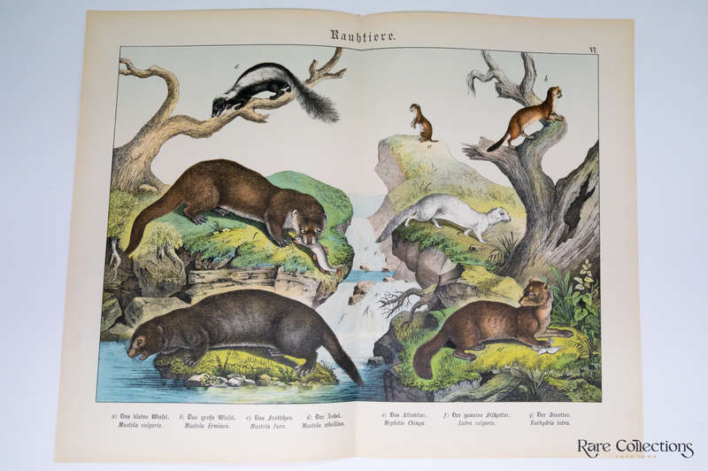 Natural History of the Animal Realm by Schubert, Gotthilf Heinrich Von  (Mammals VI)