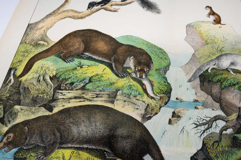 Natural History of the Animal Realm by Schubert, Gotthilf Heinrich Von  (Mammals VI)