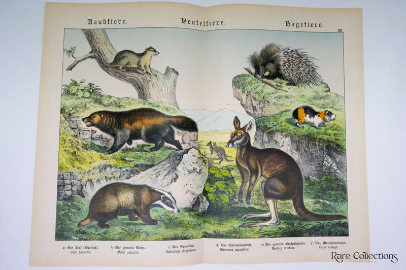 Natural History of the Animal Realm by Schubert, Gotthilf Heinrich Von (Mammals XII)
