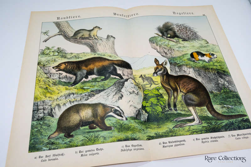 Natural History of the Animal Realm by Schubert, Gotthilf Heinrich Von (Mammals XII)
