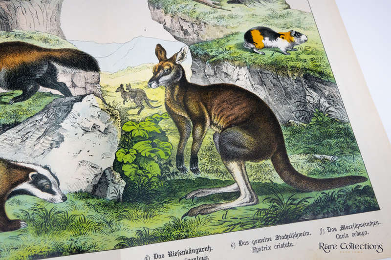Natural History of the Animal Realm by Schubert, Gotthilf Heinrich Von (Mammals XII)