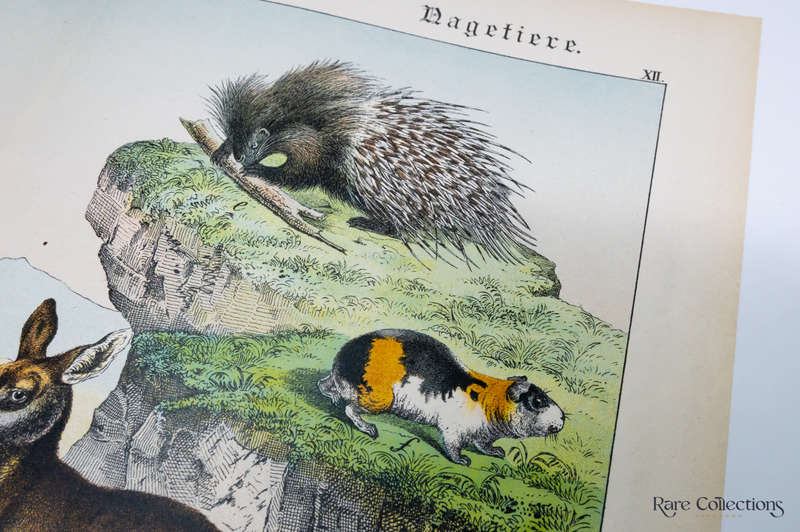 Natural History of the Animal Realm by Schubert, Gotthilf Heinrich Von (Mammals XII)