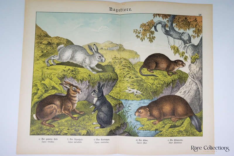 Natural History of the Animal Realm by Schubert, Gotthilf Heinrich Von (Mammals XIV)
