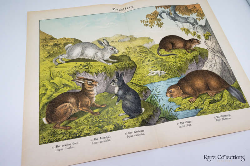 Natural History of the Animal Realm by Schubert, Gotthilf Heinrich Von (Mammals XIV)