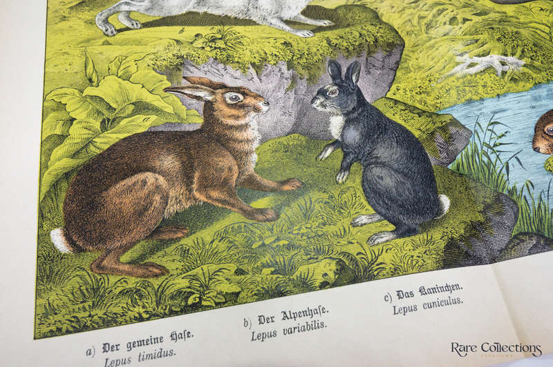 Natural History of the Animal Realm by Schubert, Gotthilf Heinrich Von (Mammals XIV)