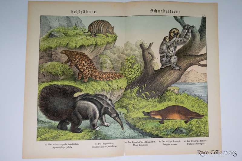 Natural History of the Animal Realm by Schubert, Gotthilf Heinrich Von (Mammals XV)