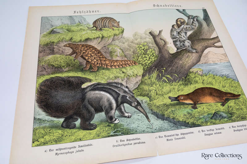 Natural History of the Animal Realm by Schubert, Gotthilf Heinrich Von (Mammals XV)