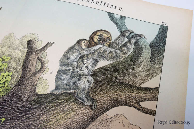 Natural History of the Animal Realm by Schubert, Gotthilf Heinrich Von (Mammals XV)