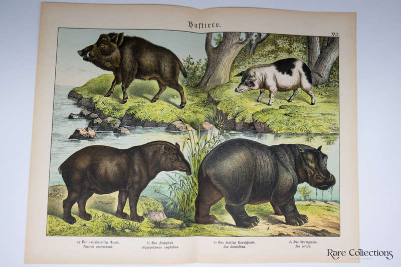 Natural History of the Animal Realm by Schubert, Gotthilf Heinrich Von (Mammals XVII)