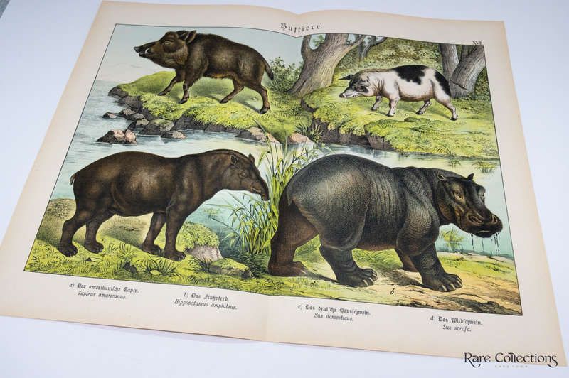 Natural History of the Animal Realm by Schubert, Gotthilf Heinrich Von (Mammals XVII)