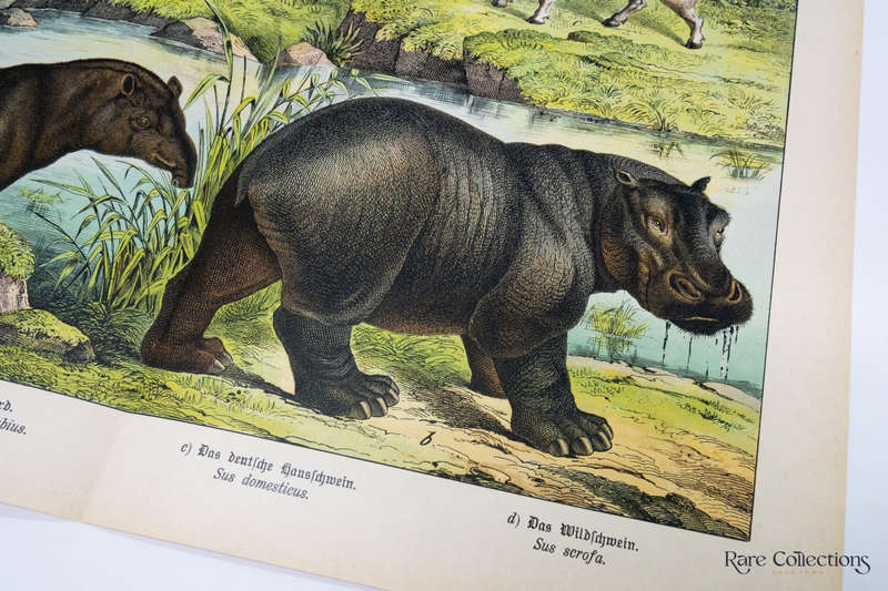 Natural History of the Animal Realm by Schubert, Gotthilf Heinrich Von (Mammals XVII)