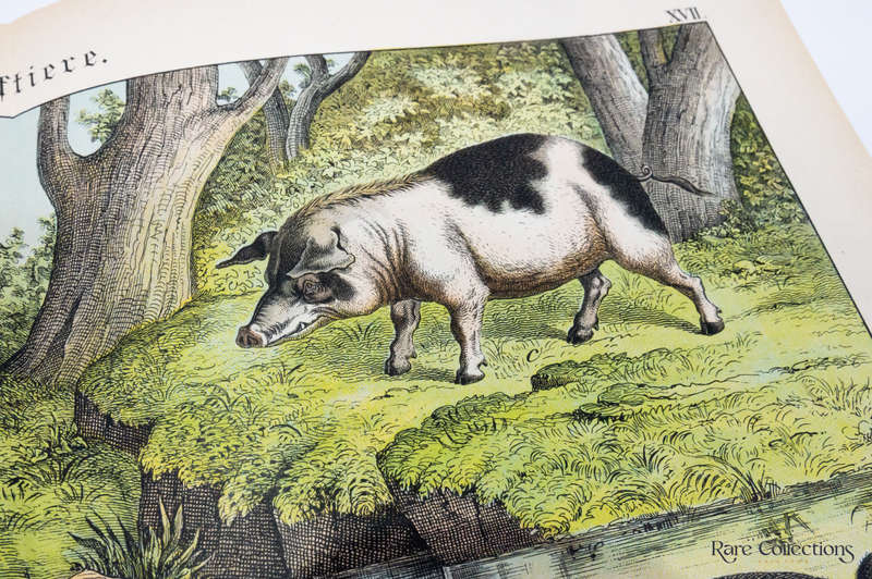 Natural History of the Animal Realm by Schubert, Gotthilf Heinrich Von (Mammals XVII)