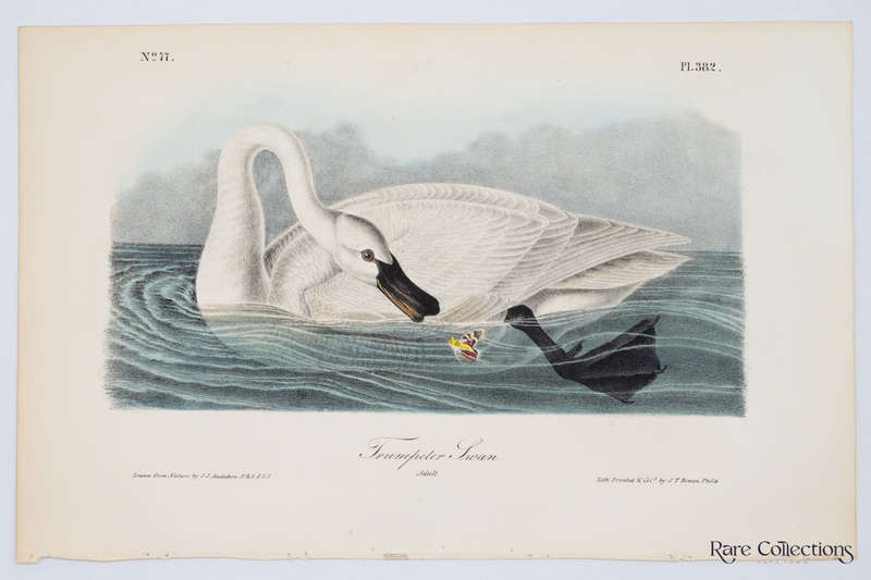 Trumpeter Swan Adult Plate 382 by Audubon, John James
