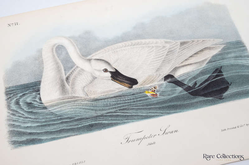 Trumpeter Swan Adult Plate 382 by Audubon, John James