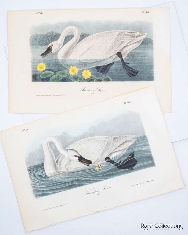 Trumpeter Swan Adult Plate 382 by Audubon, John James