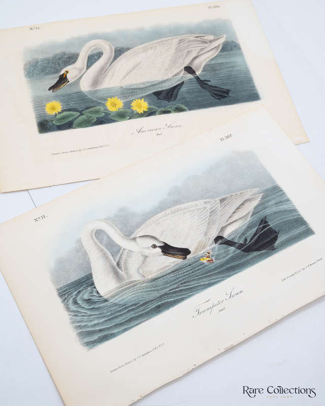 Trumpeter Swan Adult Plate 382 by Audubon, John James