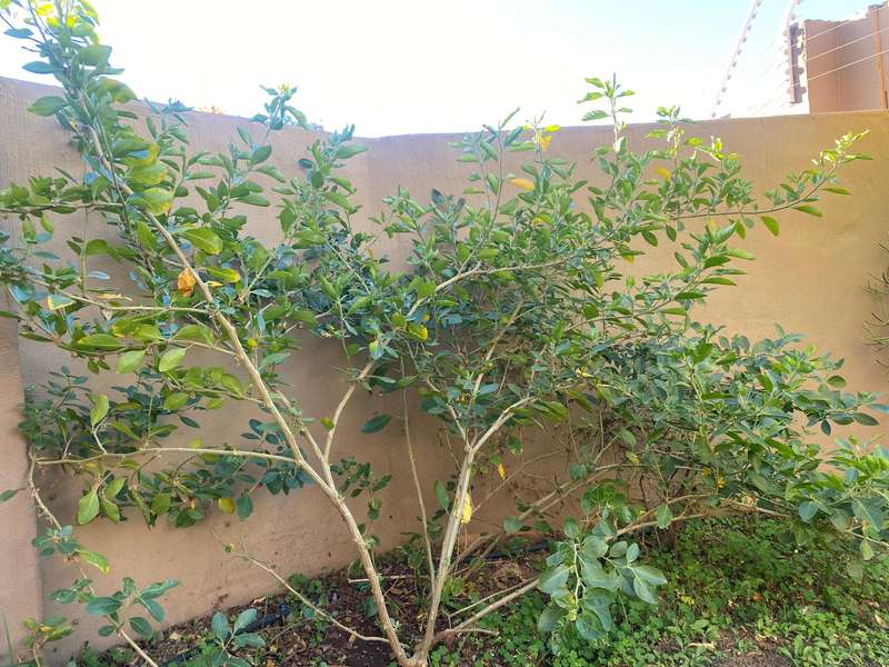 Ashwagandha Seeds x 100