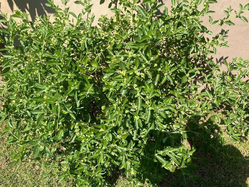 Ashwagandha Seeds x 100