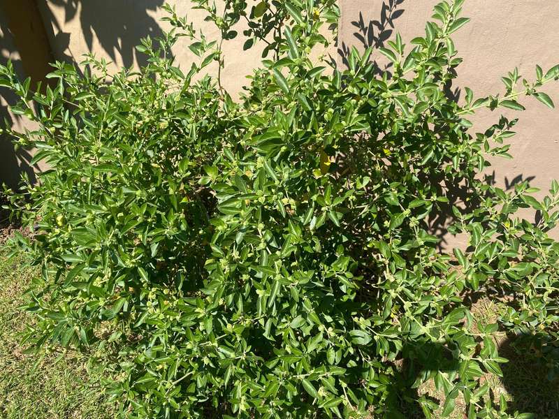 Ashwagandha Seeds x 100