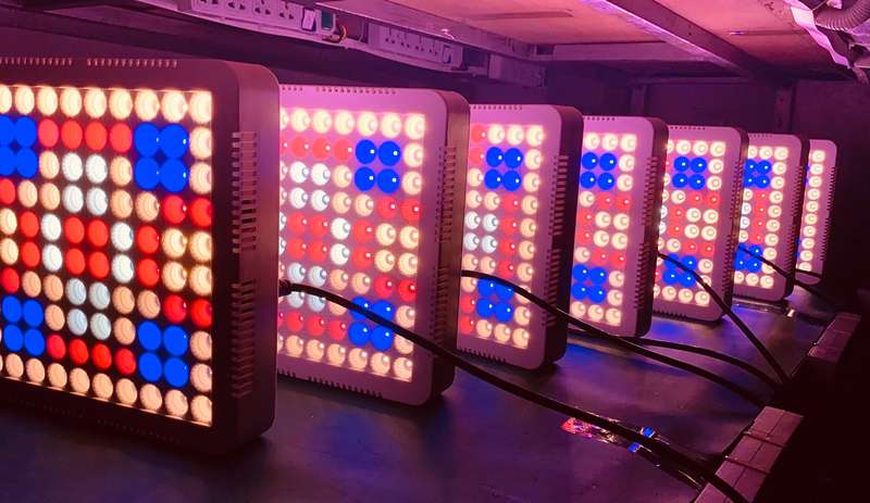 LED grow light 100W