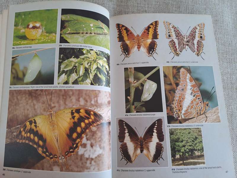 Field Guide to the Butterflies of Southern Africa - Ivor Migdoll