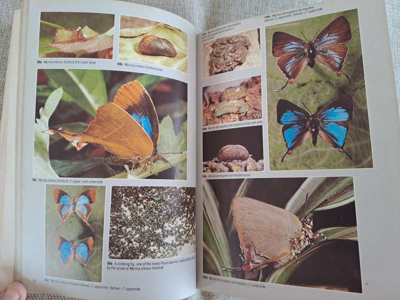 Field Guide to the Butterflies of Southern Africa - Ivor Migdoll