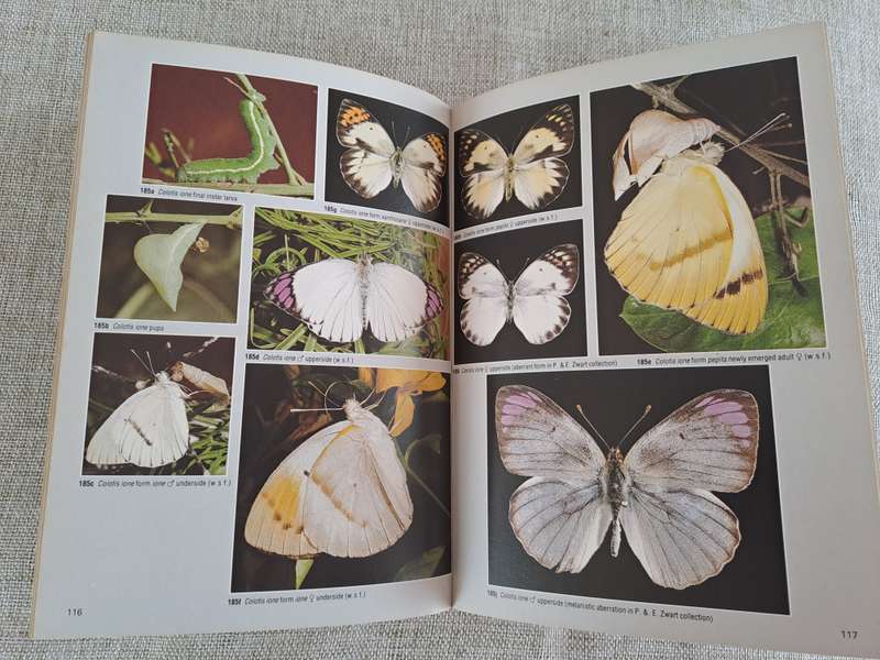 Field Guide to the Butterflies of Southern Africa - Ivor Migdoll