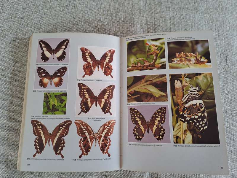 Field Guide to the Butterflies of Southern Africa - Ivor Migdoll