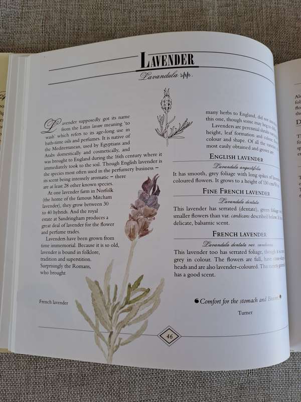 A Celebration of Herbs: for the South African garden & home  Barbara Hey