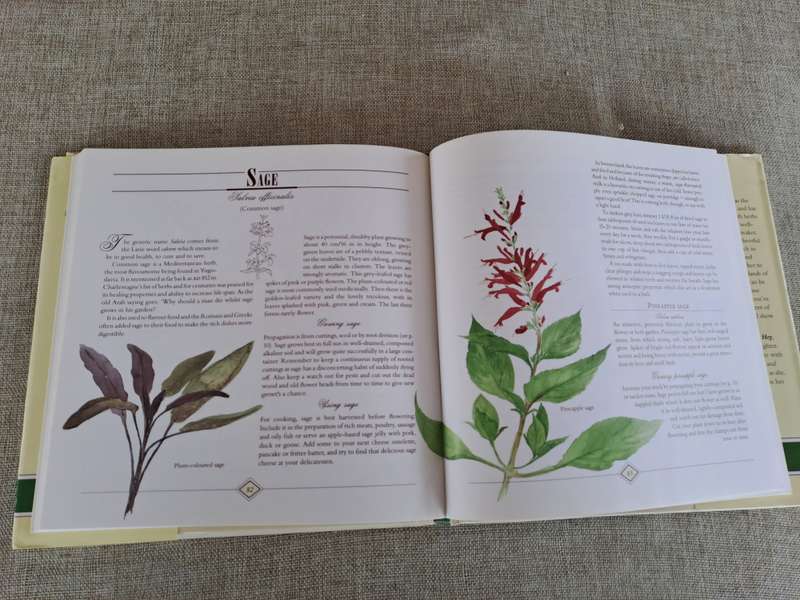 A Celebration of Herbs: for the South African garden & home  Barbara Hey