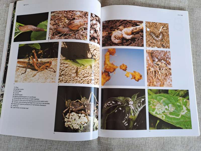 The A-Z of Vegetable Gardening in South Africa - Jack Hadfield