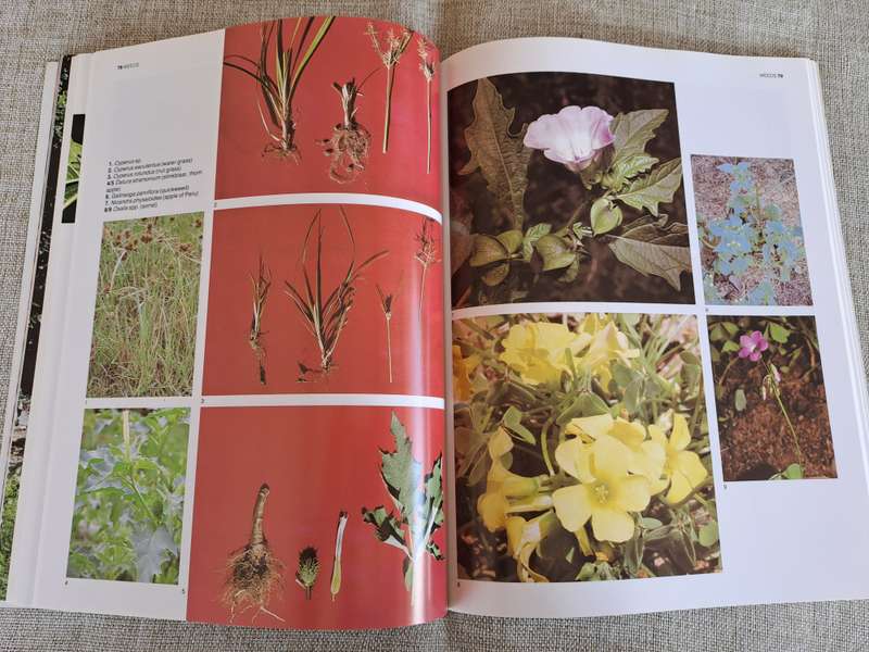 The A-Z of Vegetable Gardening in South Africa - Jack Hadfield