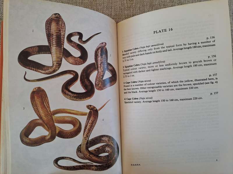 A Field Guide to the Snakes of Southern Africa - V.F.M. FitzSimons
